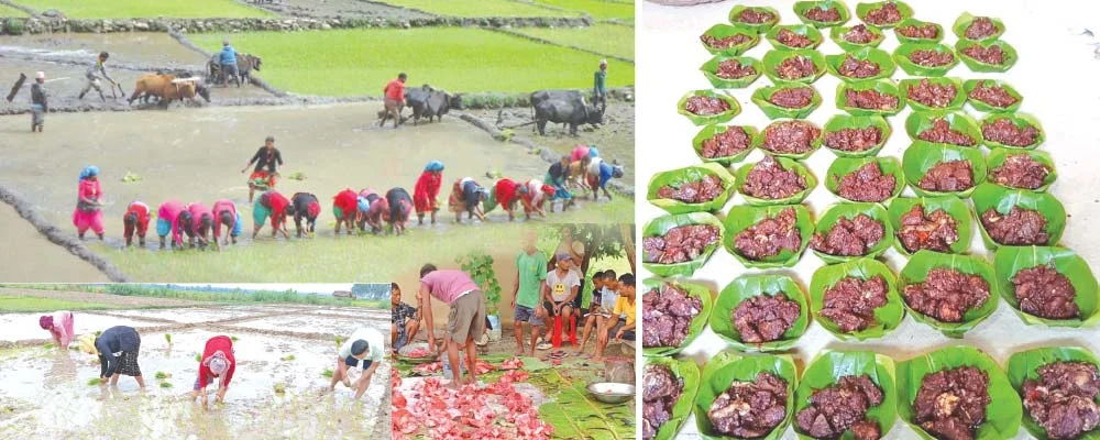 हर्दहवा : थारूको उत्सव